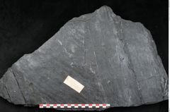 Foto (Detailansicht) von Sigillaria subrotunda Brongniart (NHMW-GEO-2024-0188-11232)